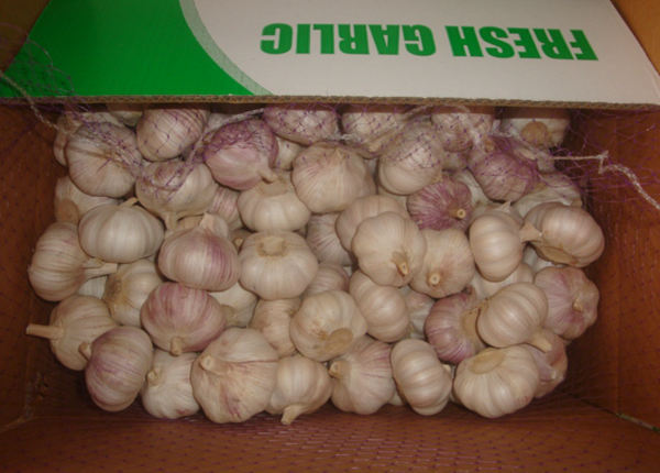 chinese fresh garlic ajo chino in cold storage