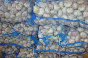 chinese fresh garlic special garlic super garlic