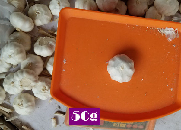 chinese white garlic 50g x 40bags
