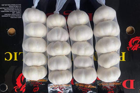 chinese white garlic 50g x 40bags carton