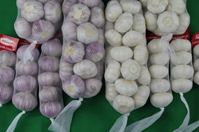 cold storage fresh garlic price