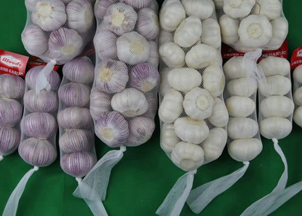 cold storage fresh garlic price