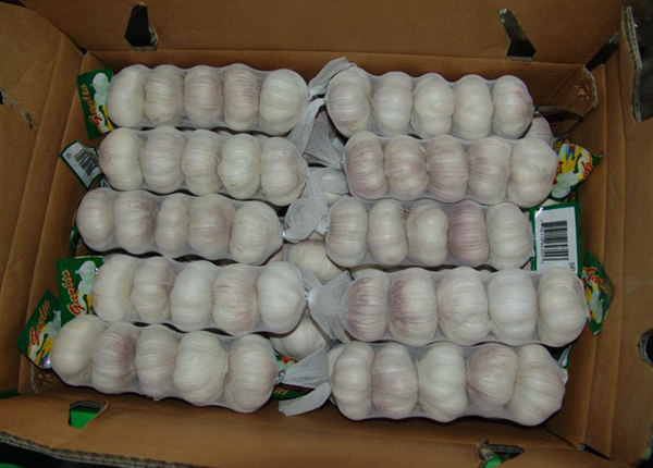 cold storage fresh garlic price