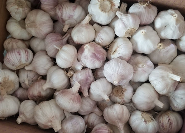 crop giant spicy cheap white garlic