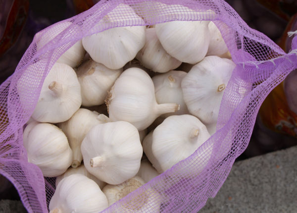 crop giant spicy cheap white garlic