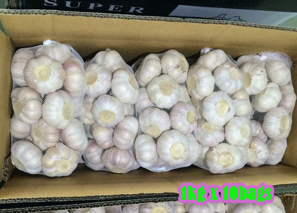 elephant garlic seed g1