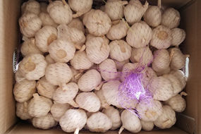 europe standard garlic fresh price from fresh jining garlic