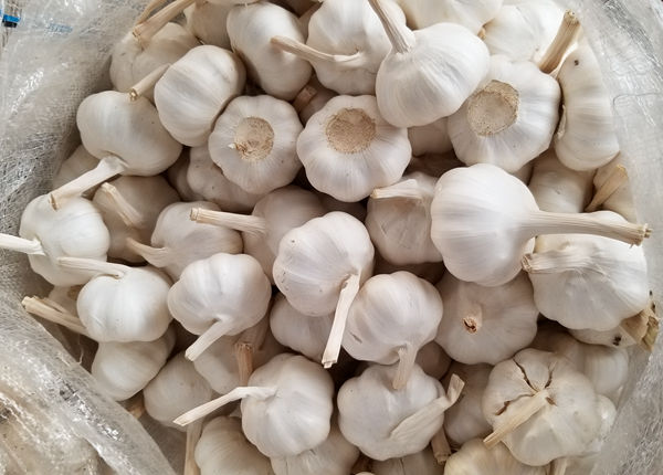 europe standard garlic fresh price from fresh jining garlic