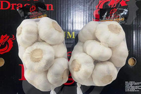 factory outlet fresh garlic for export