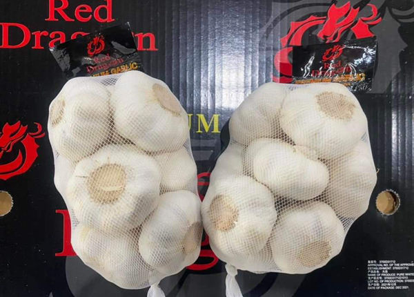 factory outlet fresh garlic for export