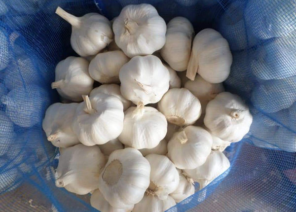 factory outlet fresh garlic for export