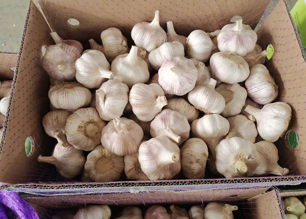 factory outlet fresh garlic for export