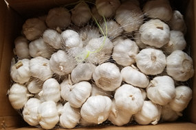 fresh pure white garlic