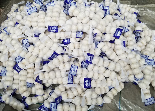 fresh pure white garlic