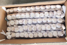 fresh braids garlic in 10kg carton