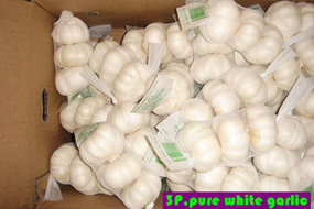 fresh garlic