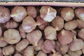 fresh garlic 10kgs for ukraine market