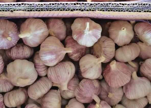 fresh garlic 10kgs for ukraine market