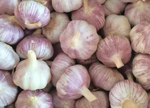 fresh garlic 10kgs for ukraine market