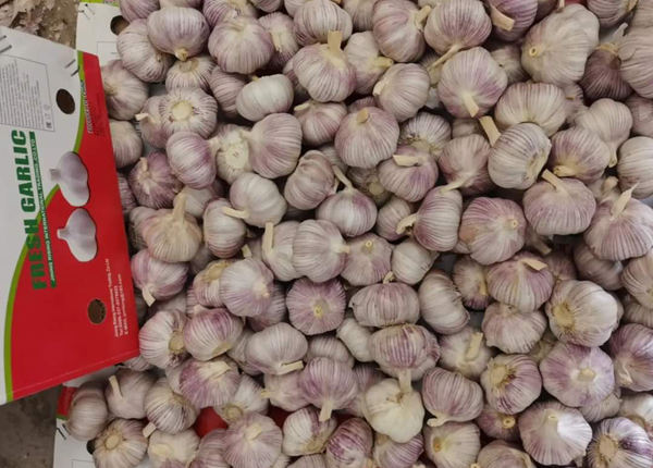 fresh garlic 10kgs for ukraine market