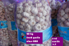 fresh garlic 20kg bag for export