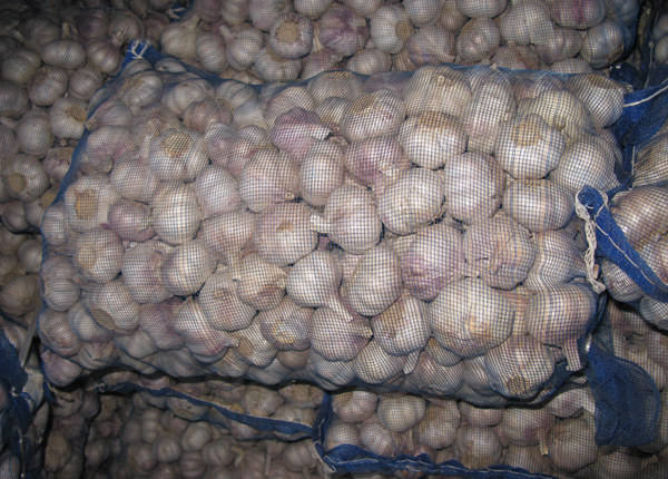 fresh garlic 20kg bag for export