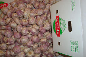 fresh garlic ajo violet garlic