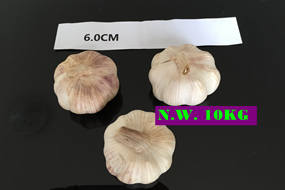 fresh garlic big size garlic 6.0cm for brazil market