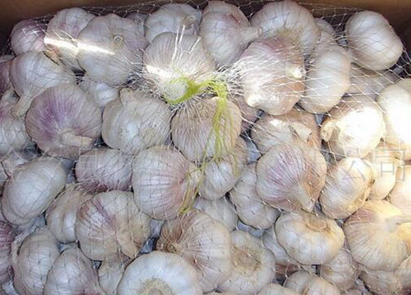 fresh garlic big size garlic 6.0cm for brazil market