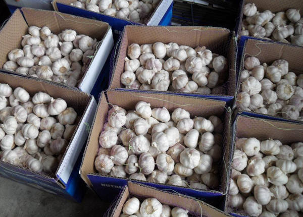 fresh garlic big size garlic 6.0cm for brazil market