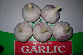fresh garlic exporters from china