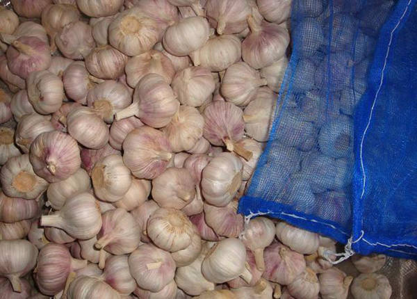 fresh garlic exporters from china