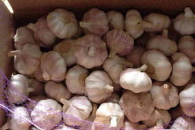 fresh garlic for chile market