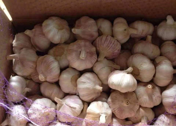 fresh garlic for chile market