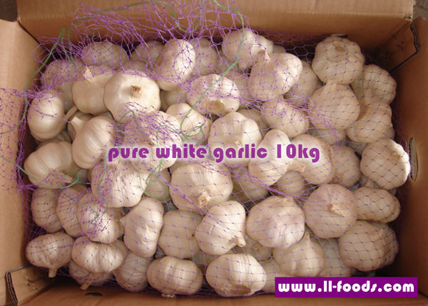 fresh garlic price