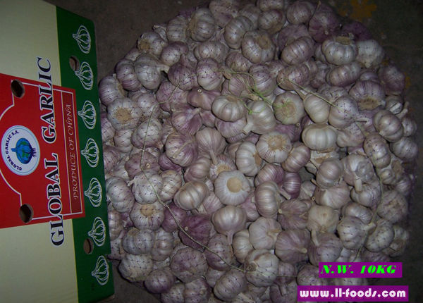 fresh garlic price