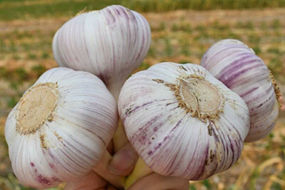fresh grade a normal white garlic
