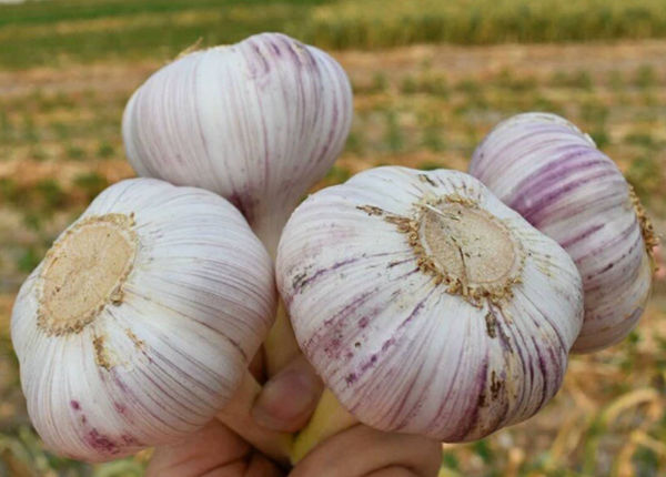 fresh grade a normal white garlic
