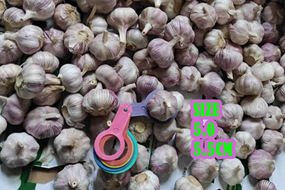 fresh natural white garlic supplier from china cheap price