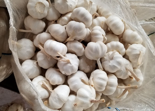 fresh new crop chinese wholesale premiun chinese fresh garlic
