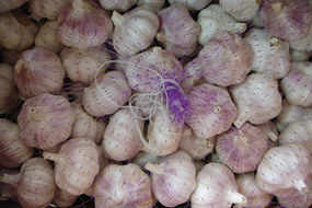 fresh normal white garlic