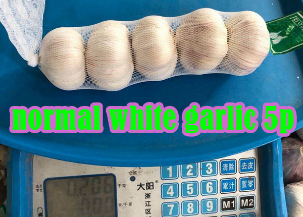 fresh normal white garlic 5p bag