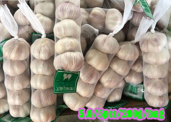fresh normal white garlic 5p bag