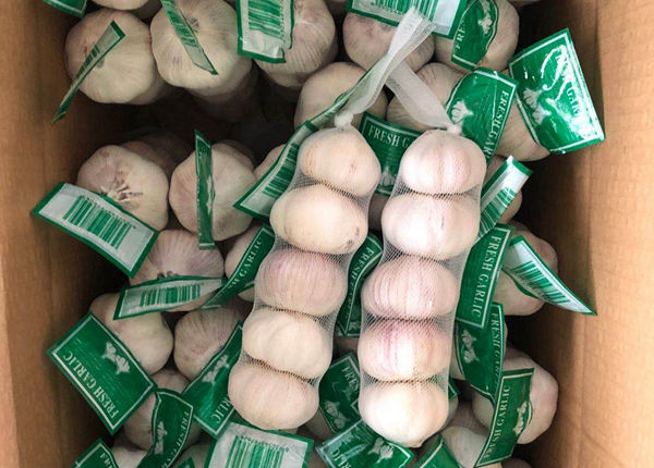 fresh normal white garlic 5p bag