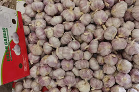 fresh red garlic 10kg per carton for senegal