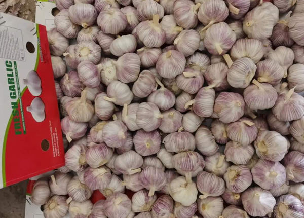 fresh red garlic 10kg per carton for senegal