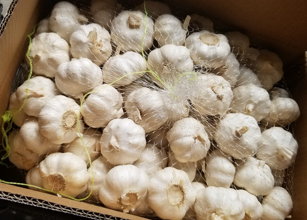 garlic 4u