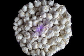 garlic bulb garlic cloves suppliers