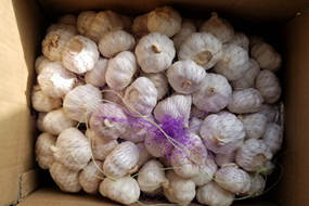 garlic suppliers