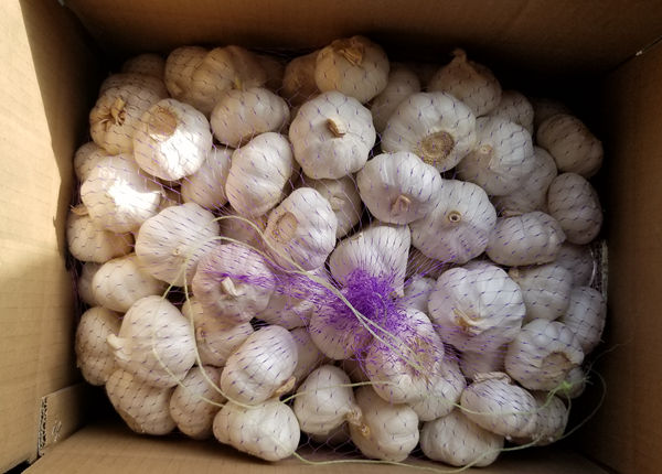 garlic suppliers